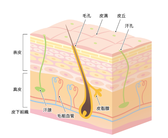 皮膚のイメージ図